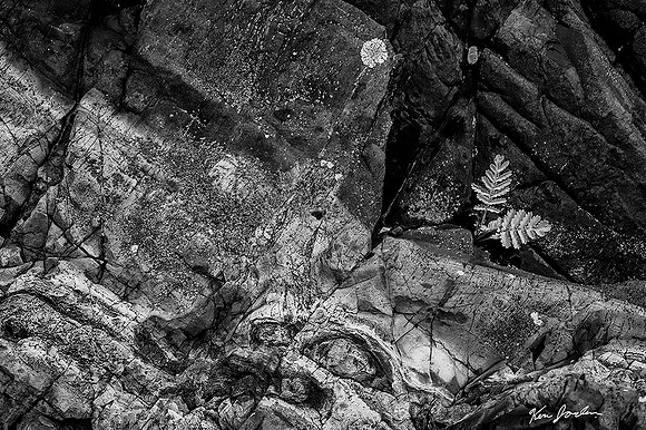 DSC_1633 Fern In The Ledge