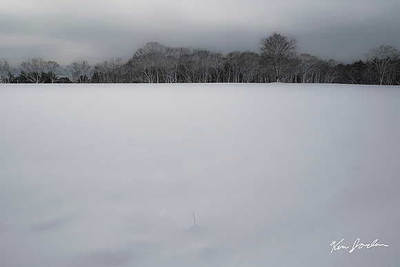 Z62_3300 Snow Field With Trees Ipswich River Wildlife Sanctuary Topsfield