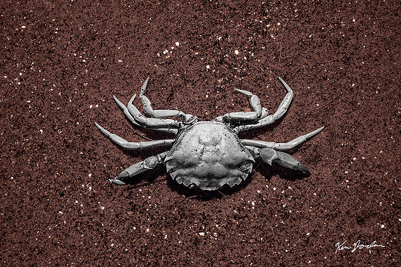 DSC_1700 Crab color