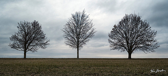 Z62_4466 Three Trees Shelburne Farm Vermont