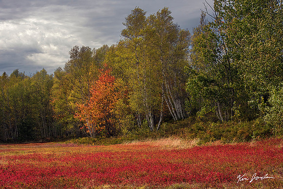 750_9849 Blueberry Field Maine