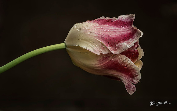 Z62_0387 HorizontalTulip