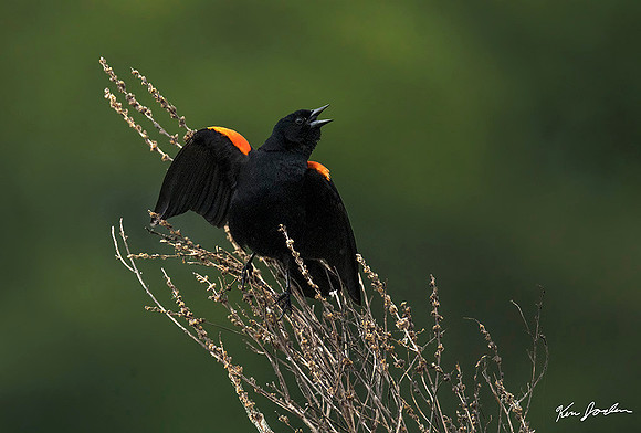 Z62_0251 Red-winged Black Bird Calling