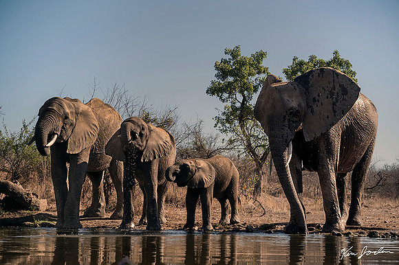 Z62_7821 Elefants Get A Drink