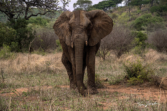 Z62_9539 Time To Backoff, Elephant