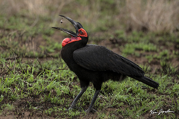 DSC_3432 Southern Hornbill Flipping A Toad 2