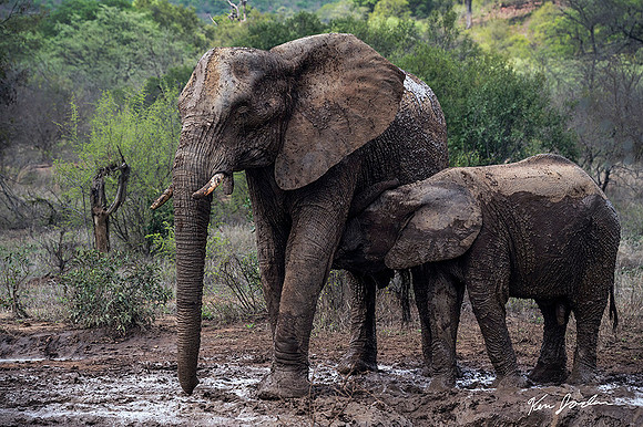 Z62_9462 Elephants Mud Bath Nursing