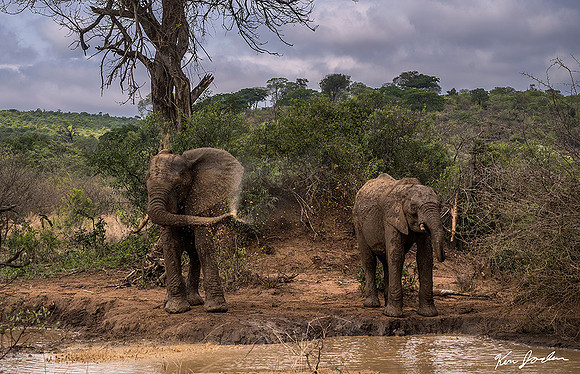 Z62_9517 Elephant Blowing The Mud