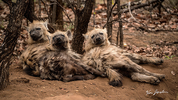 Z62_9949 Three Hyena Pups Here Something