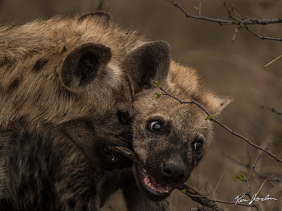 Z62_9047 Hyena Pups With Stick