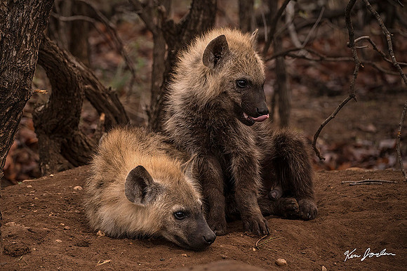 Z62_0321 Hyena Bups