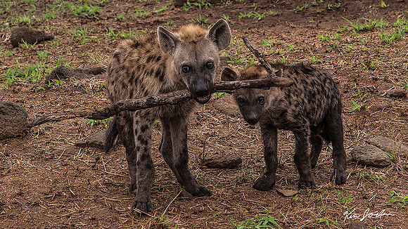 Z62_0824 Hyena Pups At Play