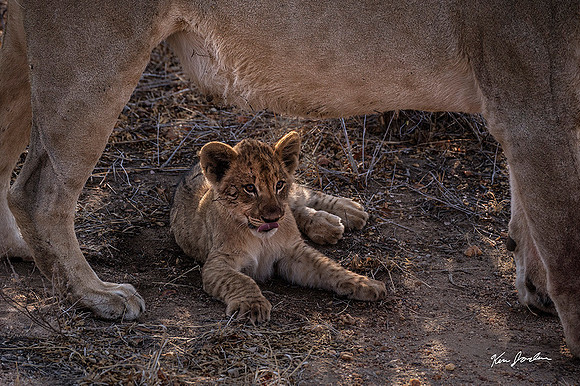 Z62_8553 Proteced Lion Cub
