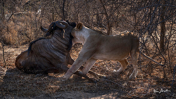 Z62_8468 Lion Grabes Wildebeest