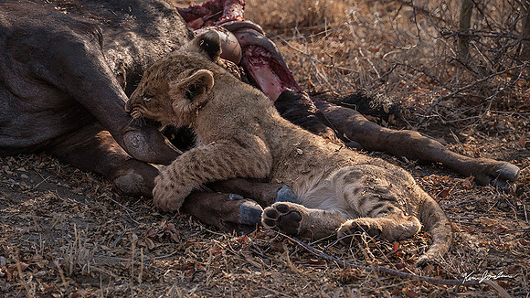 Z62_8454 Lion Cub Bites Wilderbeast