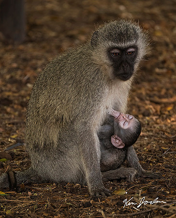 Z62_9331 Nursing Monkey