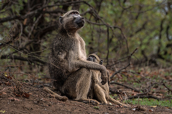 Z62_9685 Baboons In Deep Thought