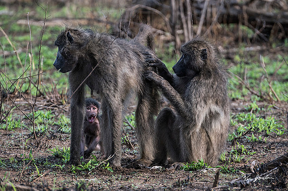 Z62_0651 Infant Baboon Sees Food