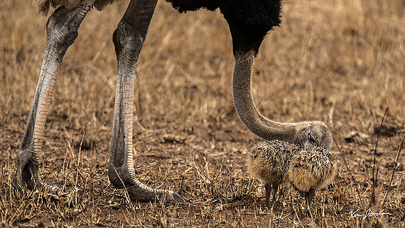 DSC_1976 Ostrich Lesson