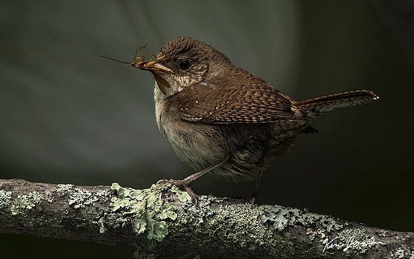 DSC_9772 House Wren With Meal