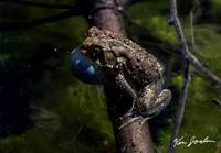 750_7907 American Toad With Blue Vocal Sack Lynn Woods