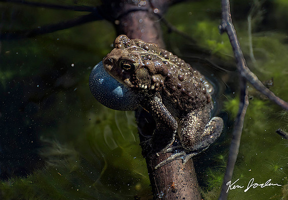 750_7907 American Toad With Blue Vocal Sack Lynn Woods