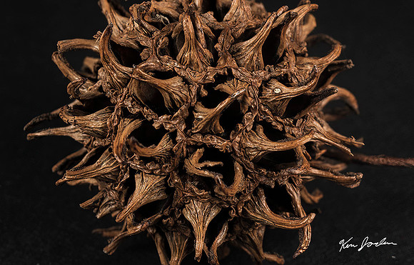 750_6735 Sweet Gum Seed Pod