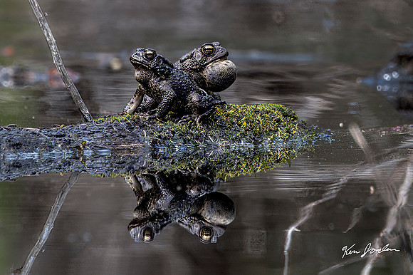 Z62_9164 Two AmericanToads