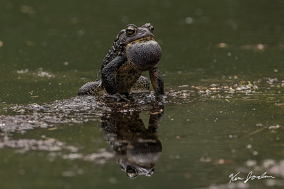 Z62_9188 American Toad Calling In Green