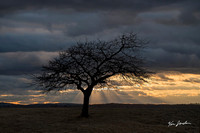 Z62_1991 Lone Tree At Sunset Salisbury Beach