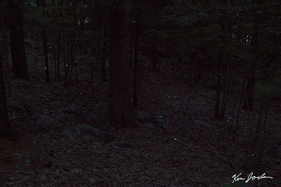 Z62_0020 Fire-flies Lynn