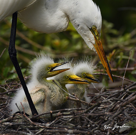 Snowy Egrets Waiting To Eat