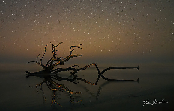 Two Tree Branches in the Stars Jekyll Island Georgia
