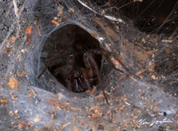 Z62_7308 Funnel-Web-Spider