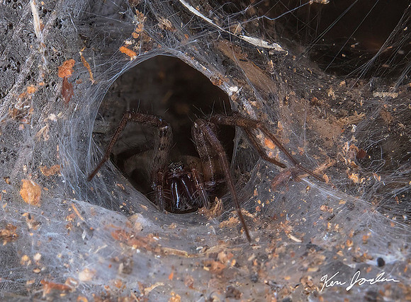 Z62_7308 Funnel-Web-Spider