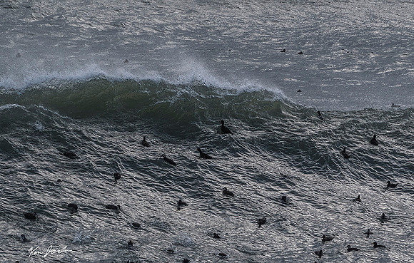 Z62_3659 Black Scoters On The Wave Lynn Beach