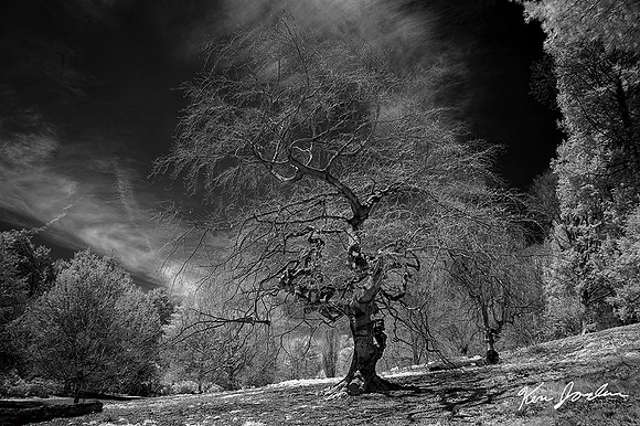 Ken DSC_9931 Twisted Tree, Infrared