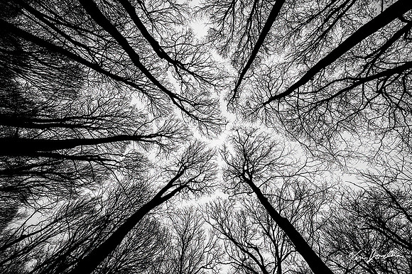 Z62_4501 Tree Pattens