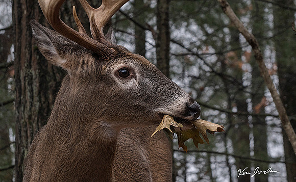 Deer Eatting Leaves
