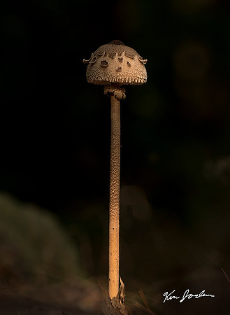 The Tall Mushroom