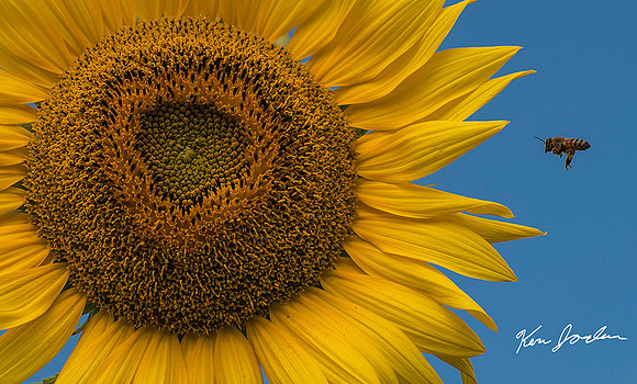 Bee & Sunflower