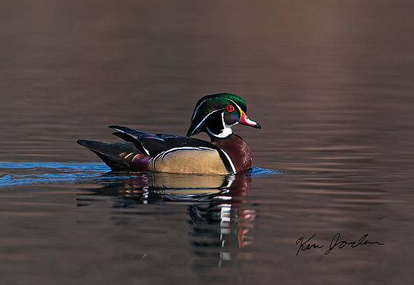 Wood Duck
