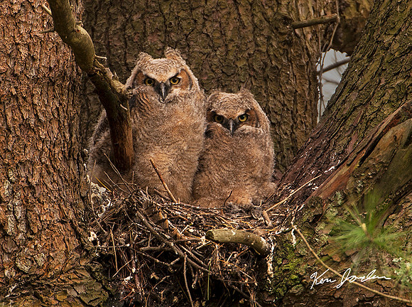 Two Owls