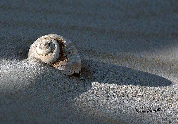 Snail Shell Crane Beach