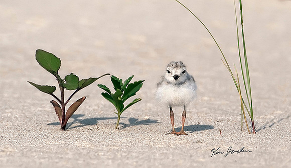 Plover Chick With Plants