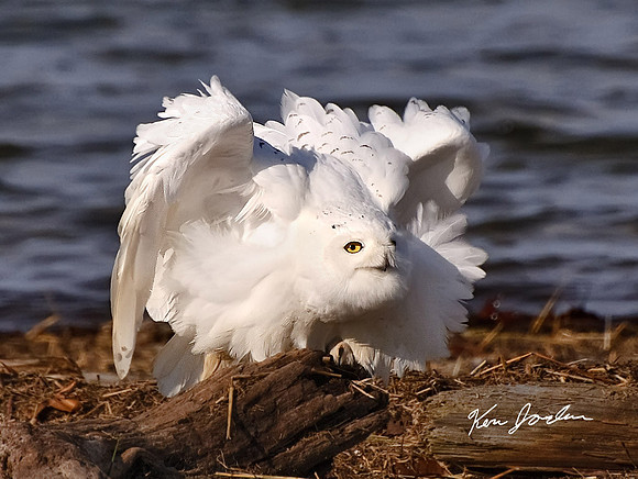 Snowy Owl Defense
