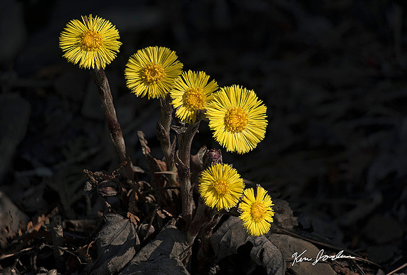 Untitled1 Yellow Flowers