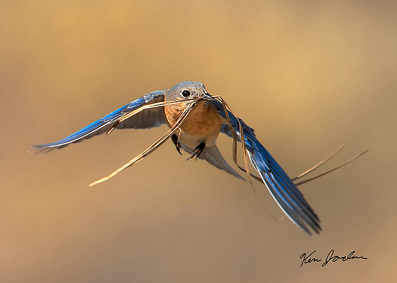 Blue Bird Witd Nest Material