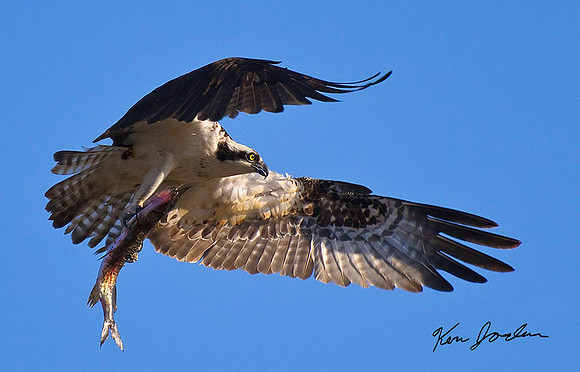 Osprey With Dinner