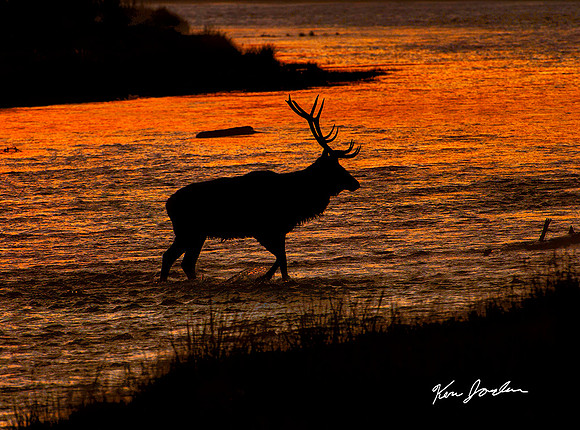 Elk In Sunrise River